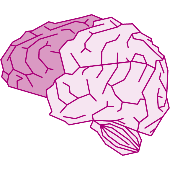 The brain's frontal lobe