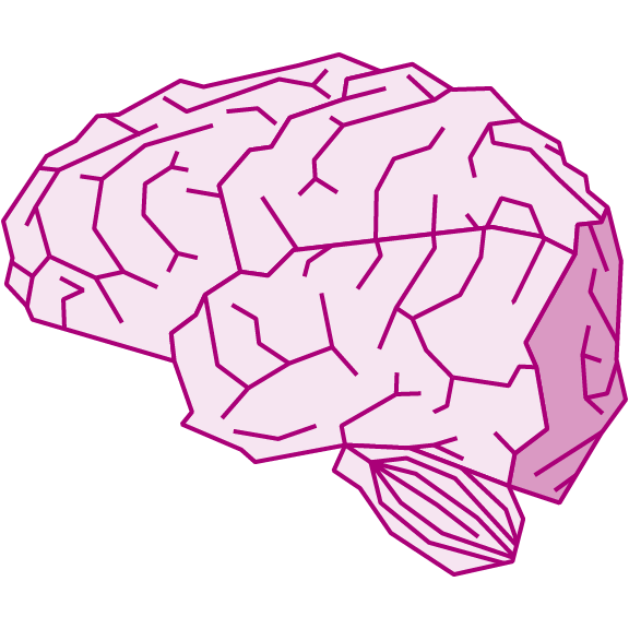 The brain's occipital lobe