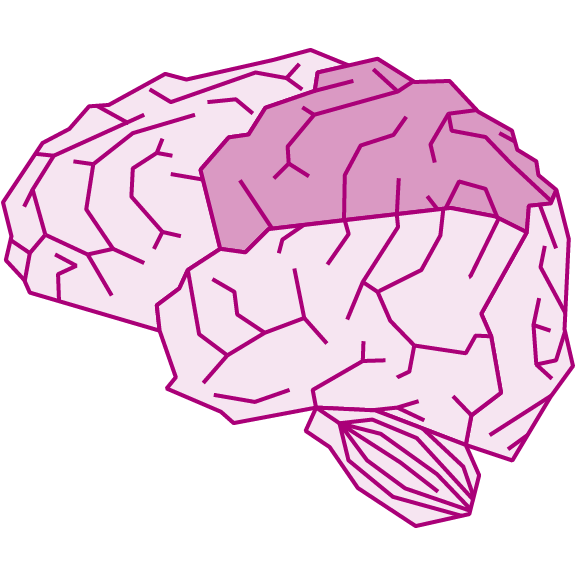 The brain's parietal lobe