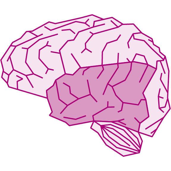 The brain's temporal lobe